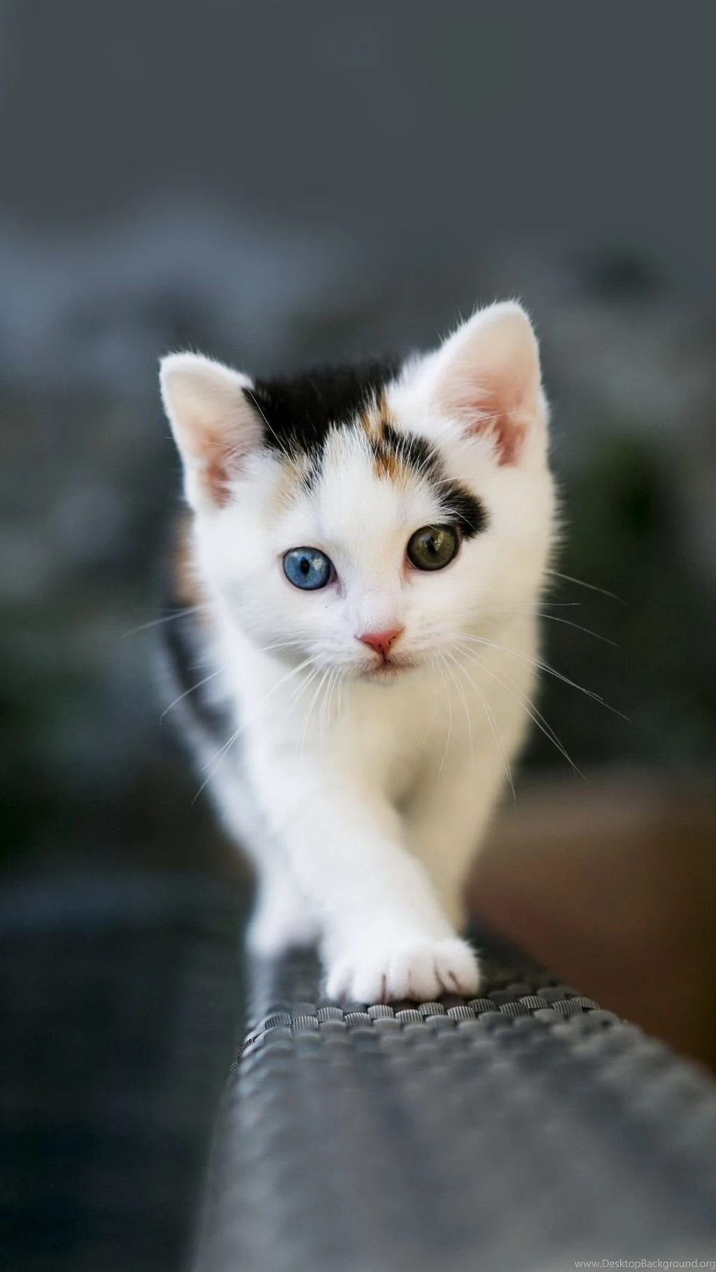 Animal Mobile Wallpapers