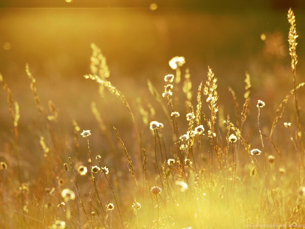 Gold Wallpaper_hd Wallpaper_download Free Wallpapers