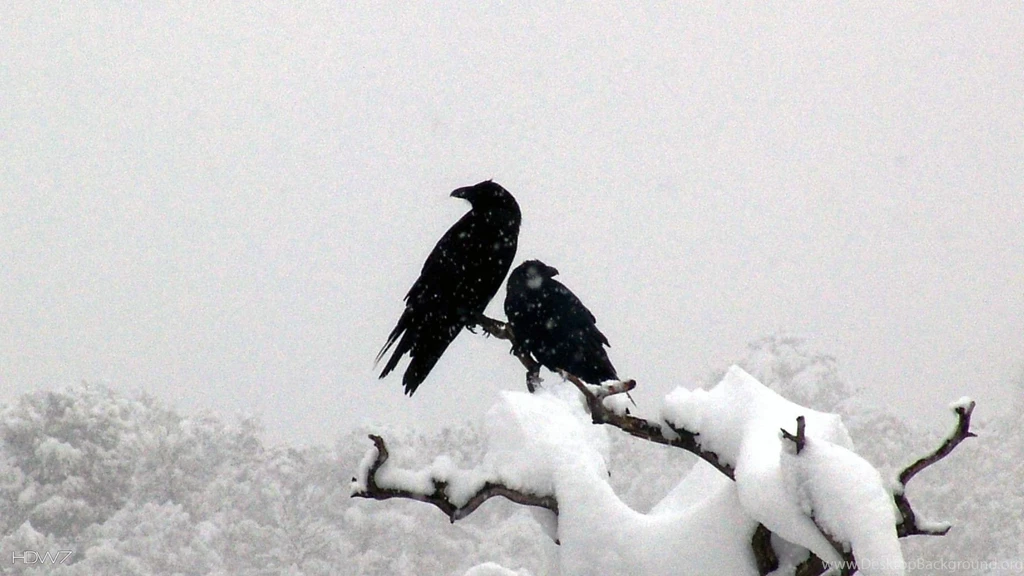 Raven Snow Two Ravens Bird Tree Branch