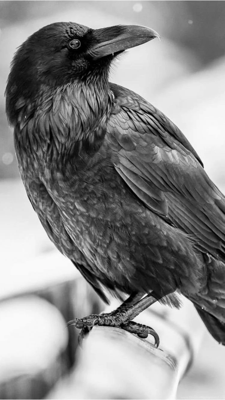 iPhone 6S Animal/Raven Wallpapers ID: 122334