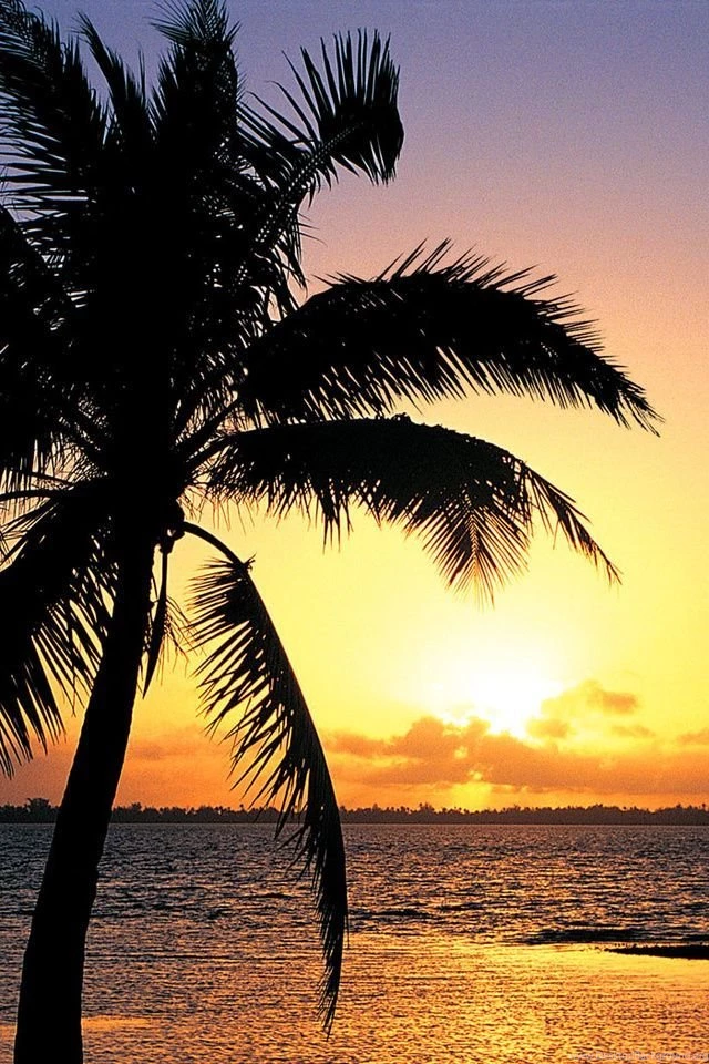 Orange Sunset On The Tropic Beach Backgrounds Beach Wallpapers