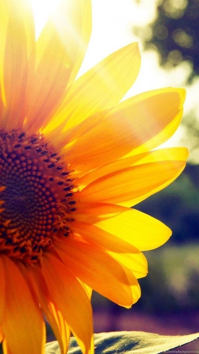 Wallpapers Weekends: Summer Sunshine For Your iPhone 5