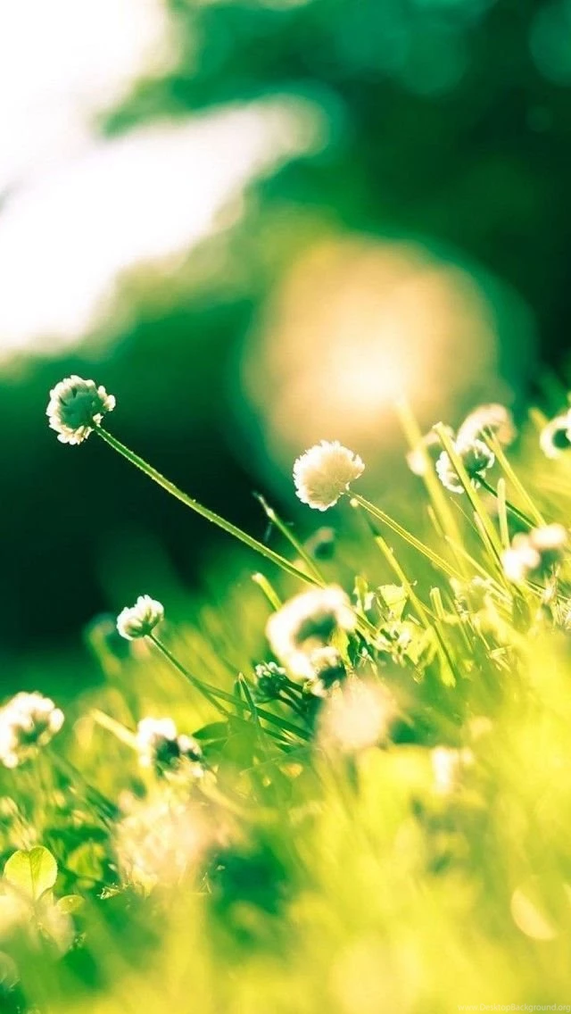 Summer Sunlight Clover iPhone 5 Wallpapers (640x1136)
