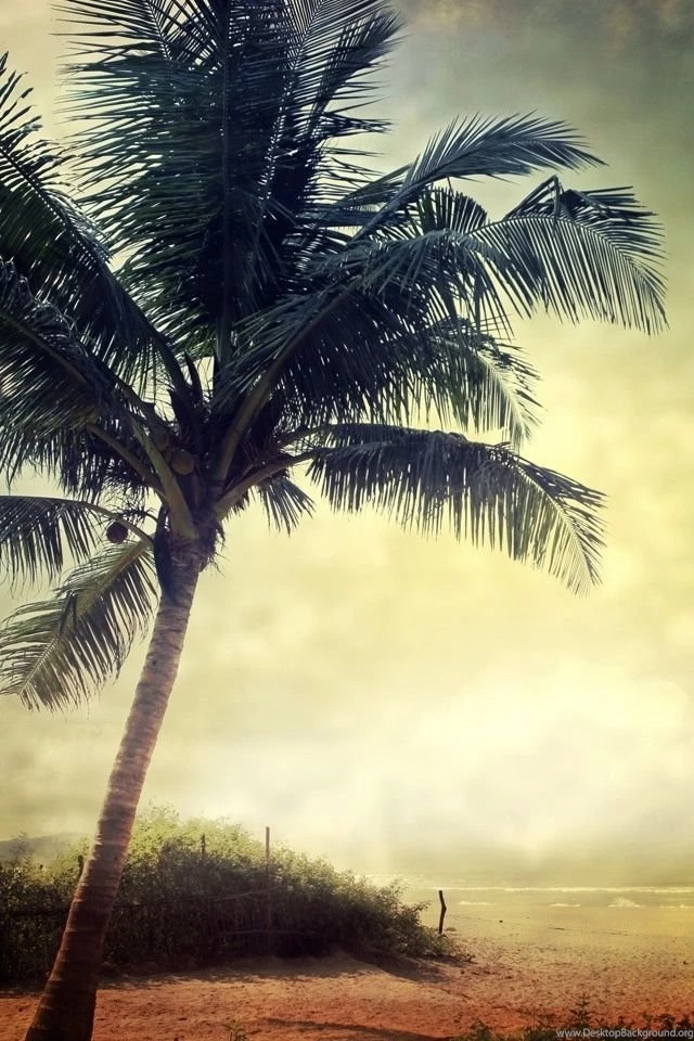 Palm Tree Beach Summer iPhone Wallpapers