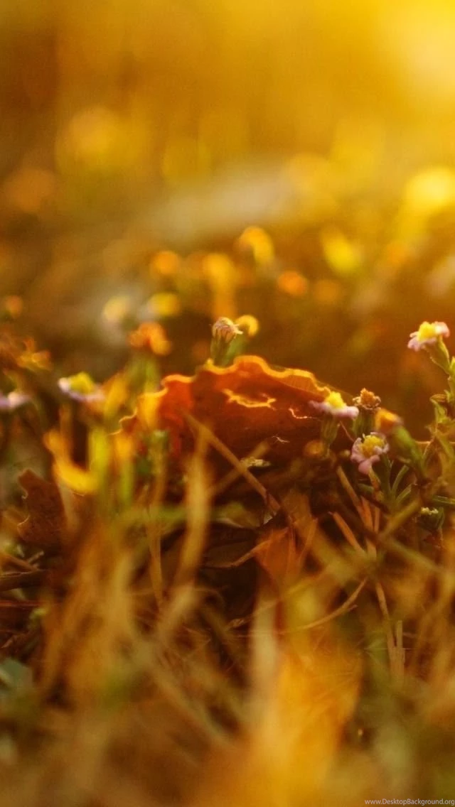 Summer iPhone 5s Wallpapers