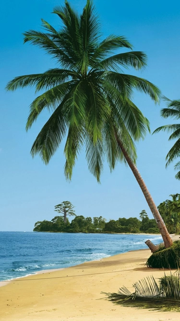 Download Wallpapers 750x1334 Beach, Tropics, Sea, Sand, Palm Trees ...