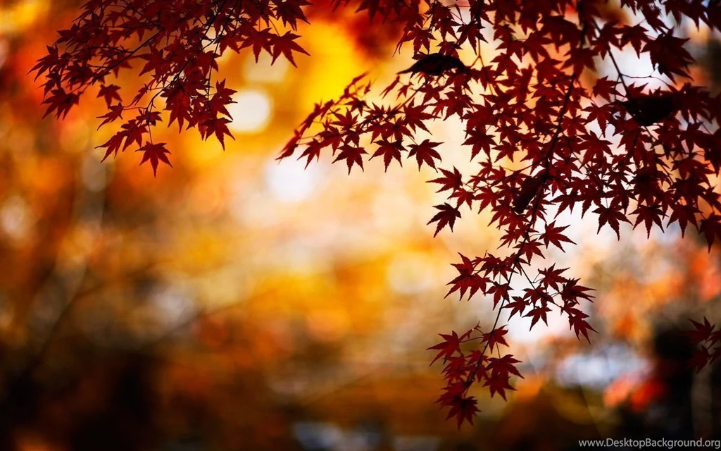 Free Autumn Backgrounds