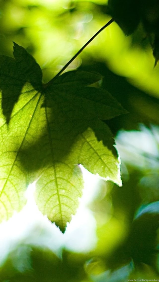 Summer iPhone 5s Wallpapers