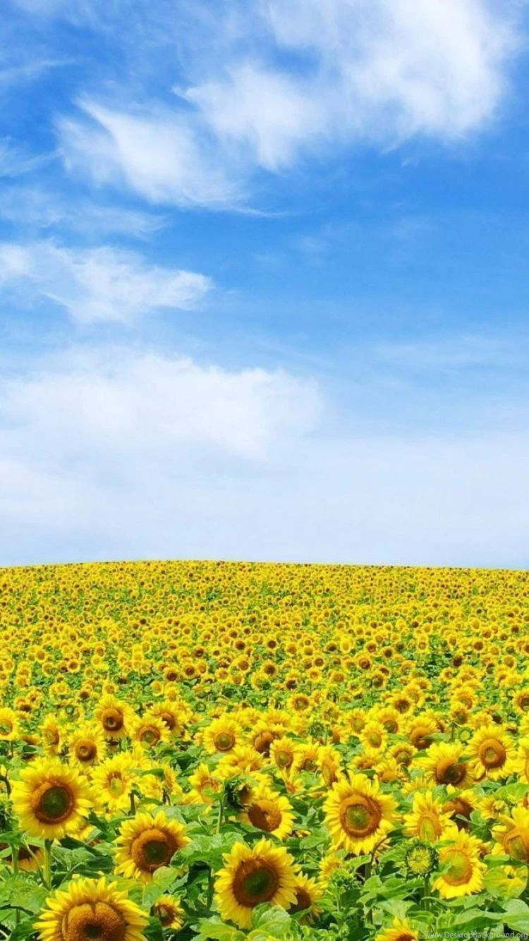 Summer iPhone wallpaper For iPhone 6 750x1334 sunflowers_field_sky_summer_clouds_nature.jpg