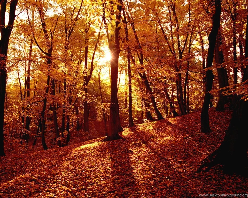 Autumn Wallpaper Backgrounds