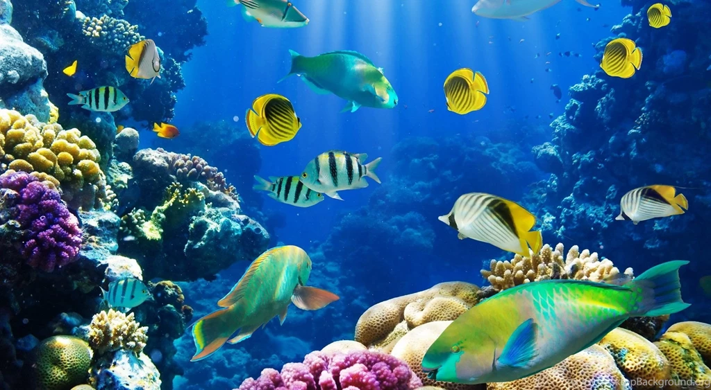 High Definition Fish Wallpapers For Free Download
