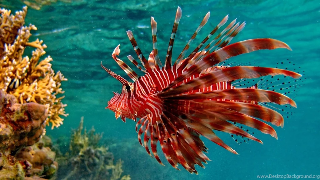 Fish Wallpaper_hd Wallpaper_download Free Wallpapers