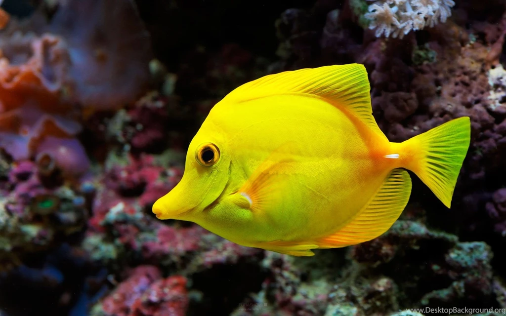 Fish Wallpapers Free Download_hd Wallpaper_download Free Wallpapers