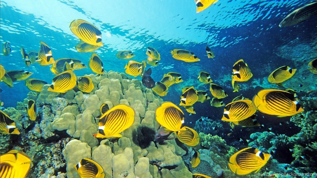 Fish Wallpapers Hd 1762528