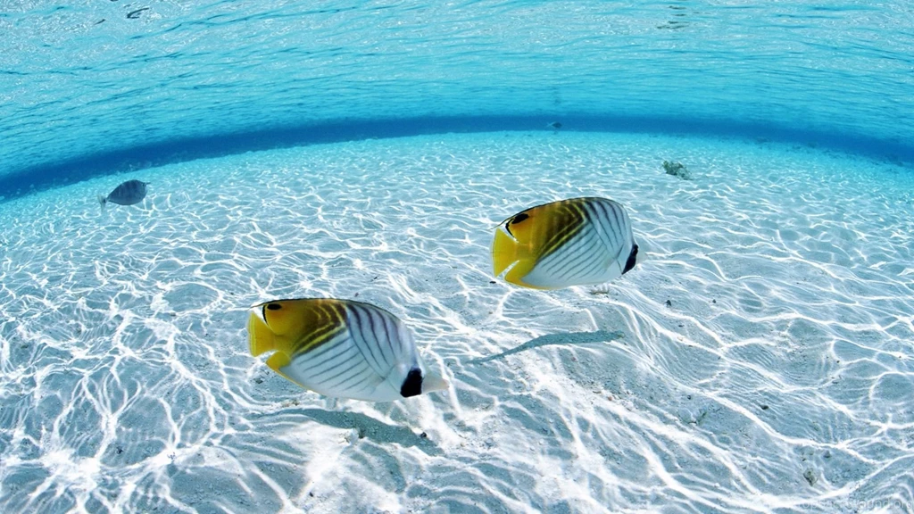 High Definition Fish Wallpapers For Free Download