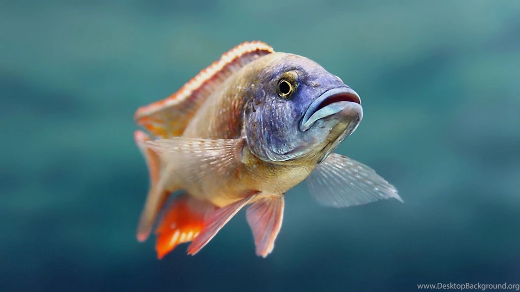 Fish Computer Wallpapers, Desktop Backgrounds