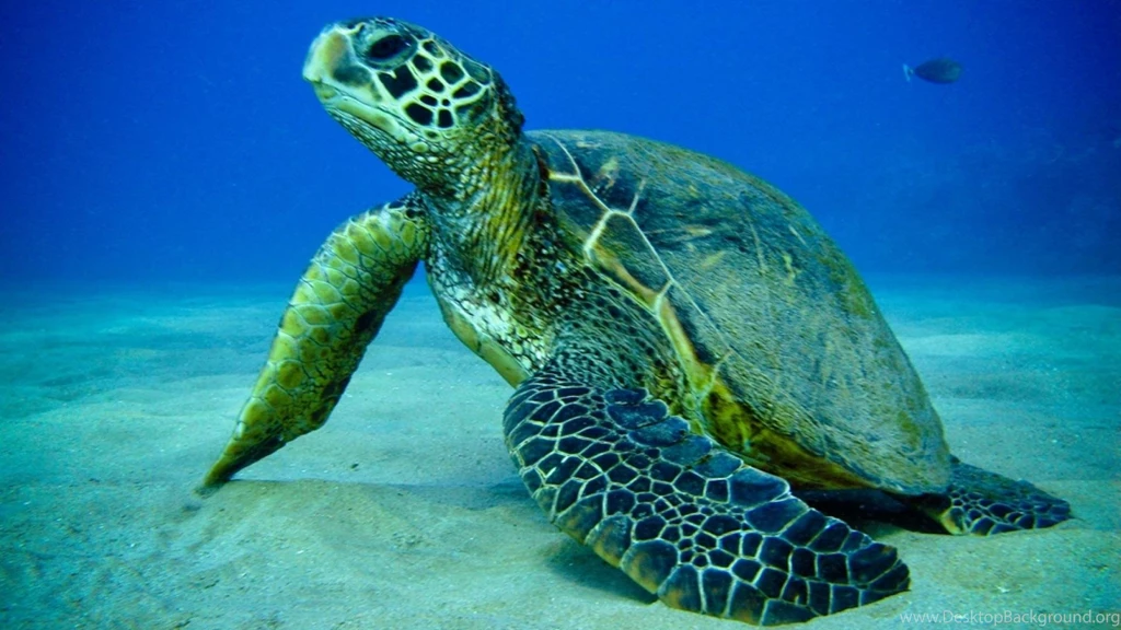 Download Turtle Sea Fish Wallpapers 1920x1080