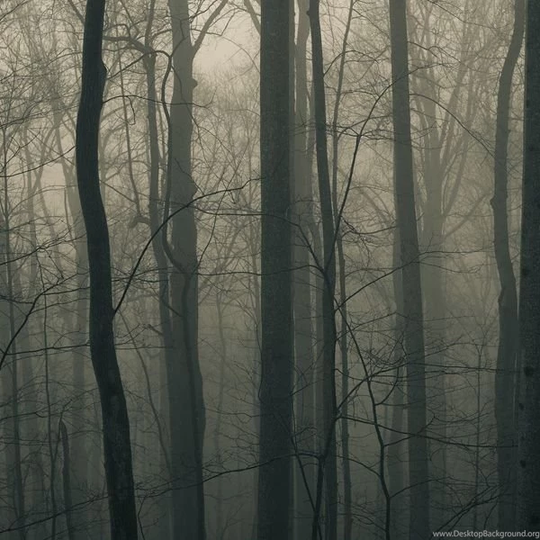 Autumn_trees_ipad_wallpaper.jpg