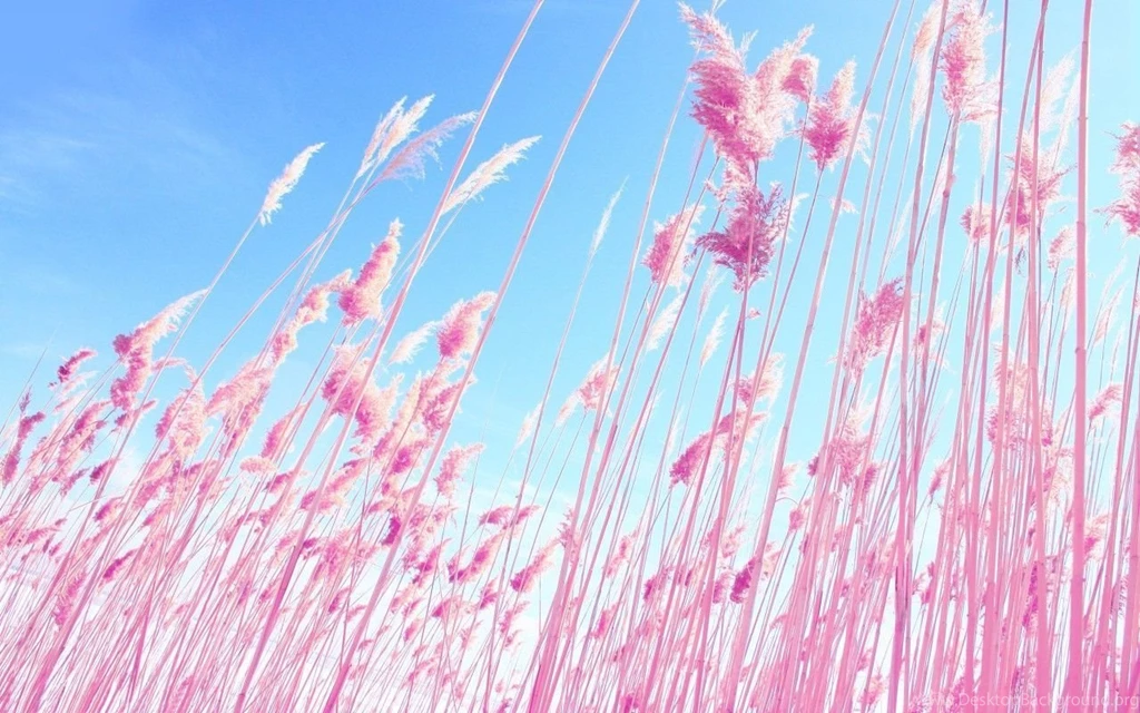 Pink Wallpapers Hd Tumblr