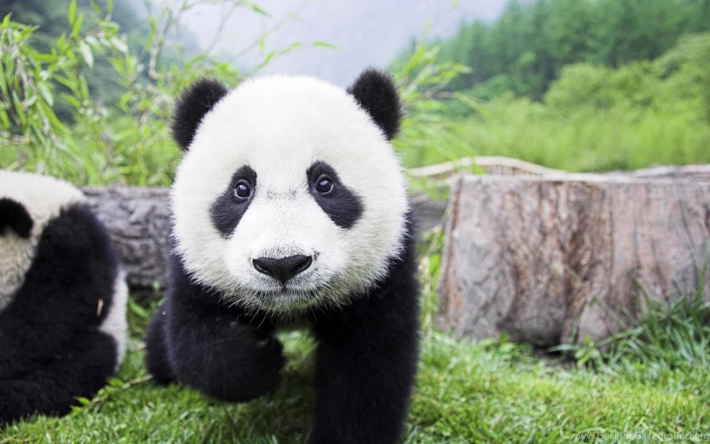 Panda Bear Desktop Wallpaper, Panda Bear Images Free, New Wallpapers