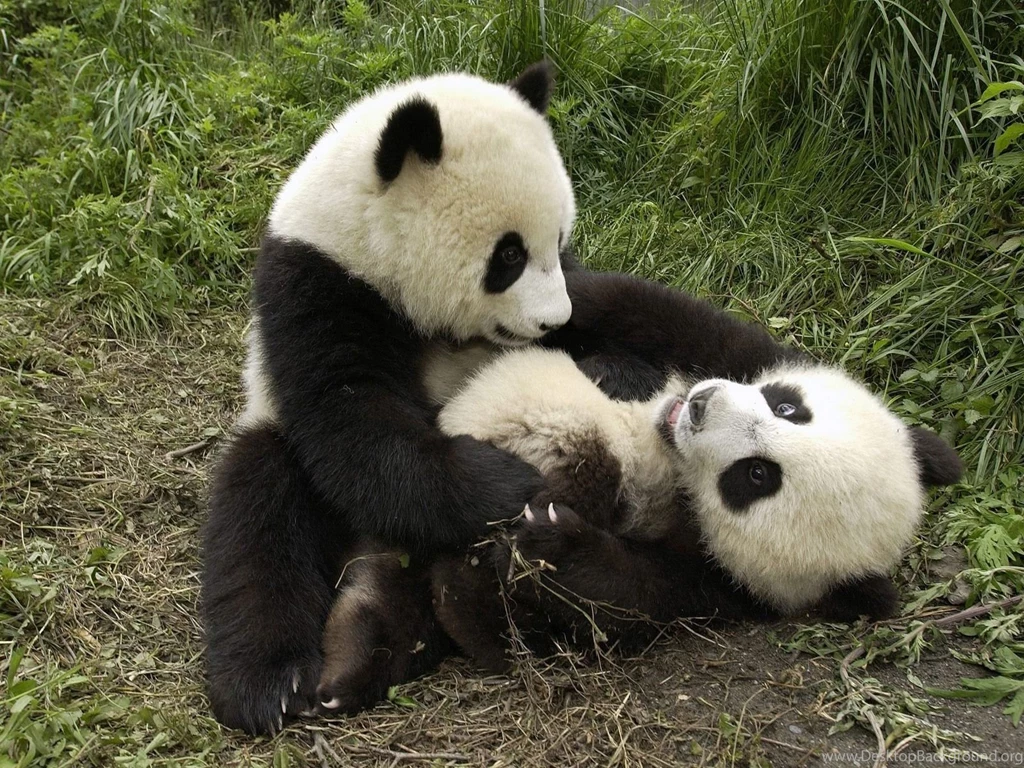 Baby Panda Wallpapers Desktop Backgrounds