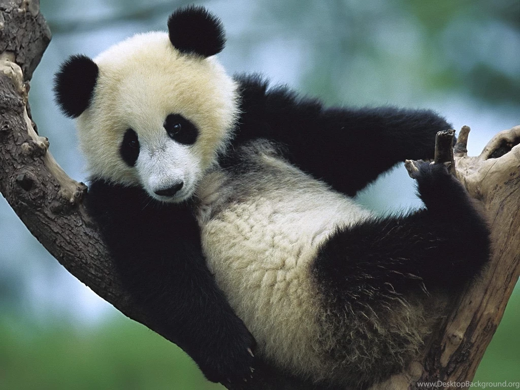 Panda Wallpapers Widescreen
