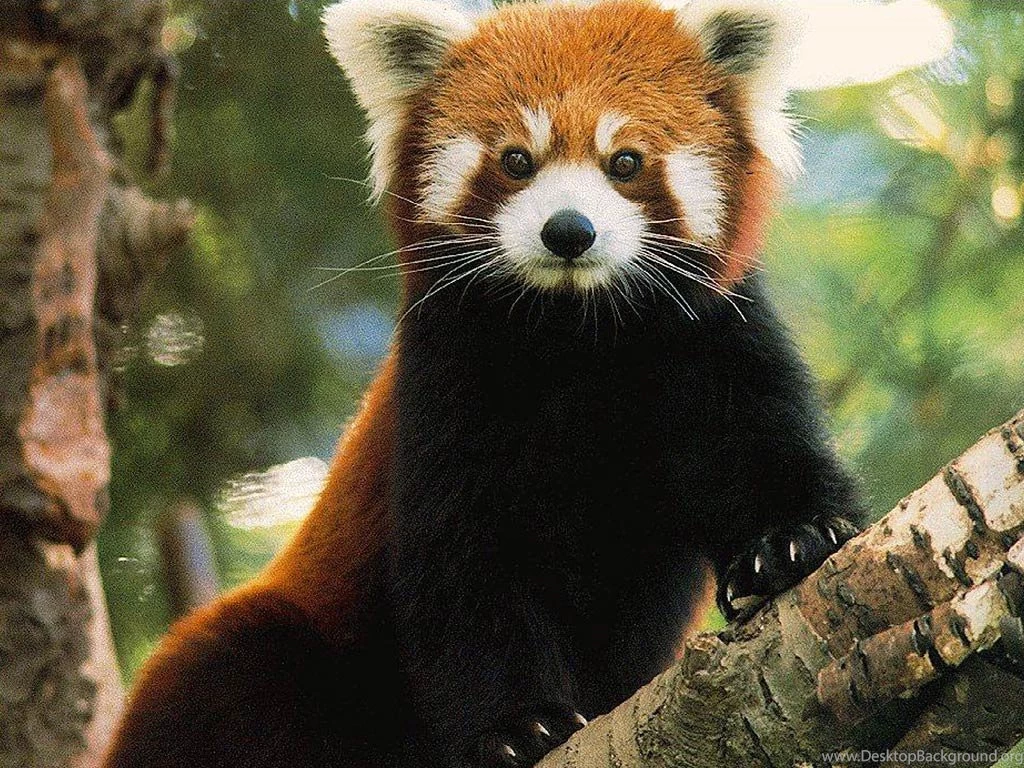 Red Panda Wallpapers And Backgrounds Animals Town