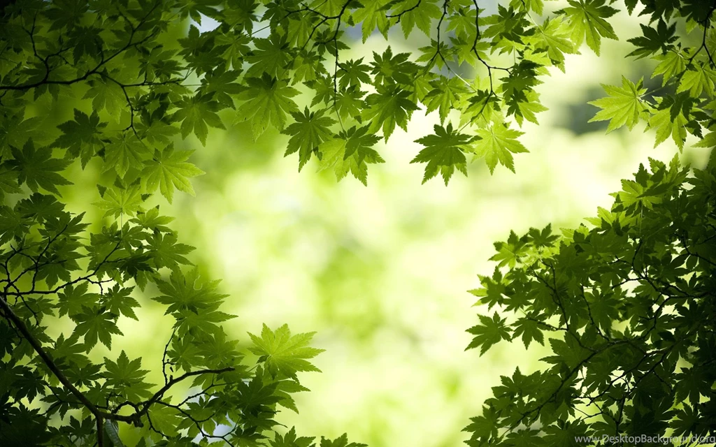 Green Maple Leaves Wallpapers