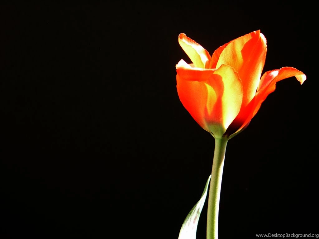 Screen Backgrounds Wallpapers 122496
