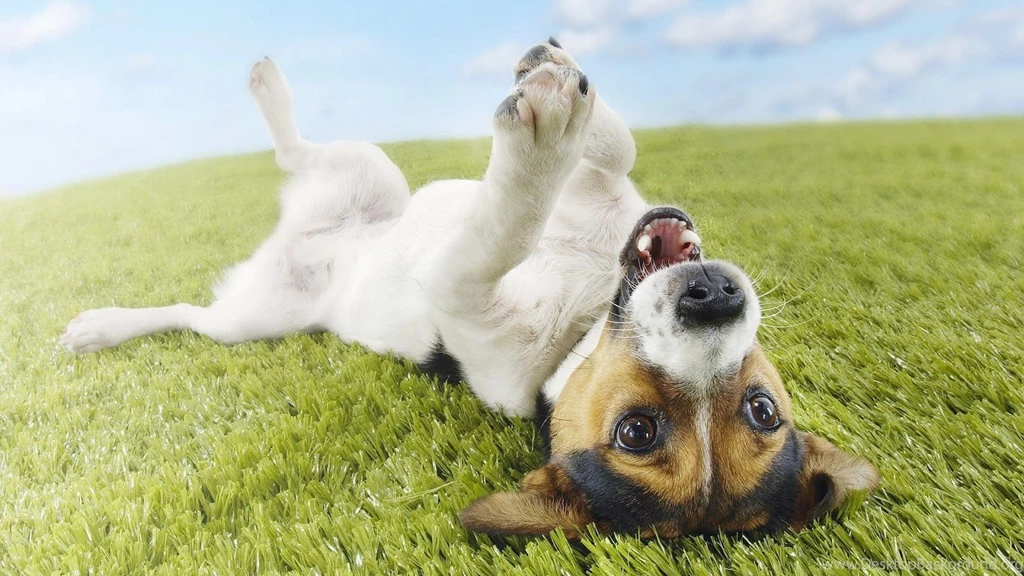 HD Dogs Wallpapers And Photos