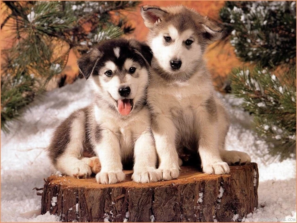 Super Cute Dog And Cat Baby Wallpapers With 1280x960 Resolution ...