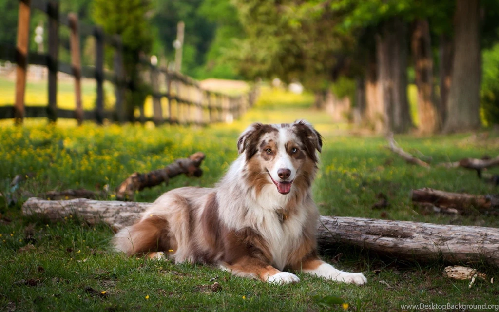Dog Desktop Wallpapers , New Wallpapers, New Wallpapers