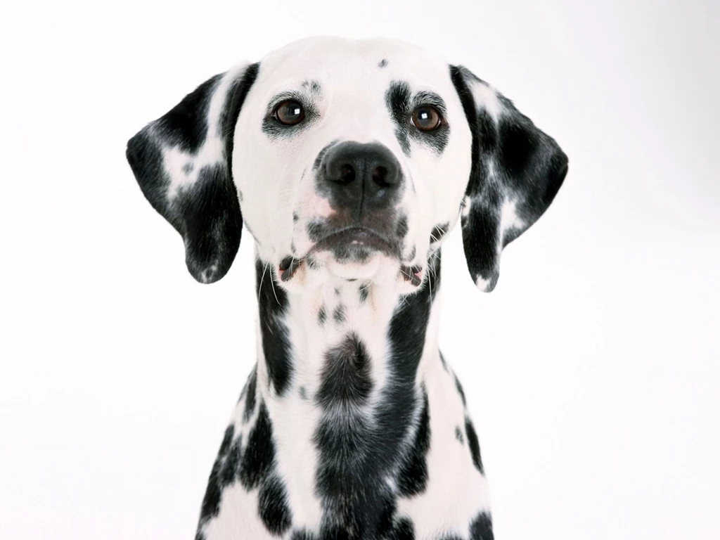 Dog Wallpaper_animal Wallpapers_download Free Wallpapers