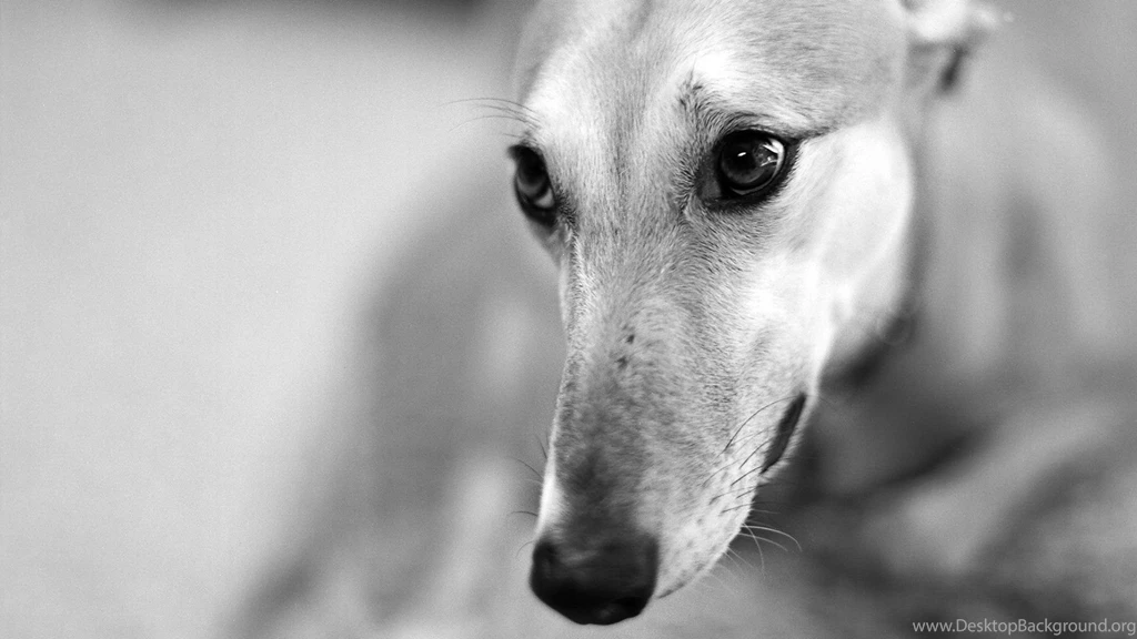 Dog wallpaper 10.jpg