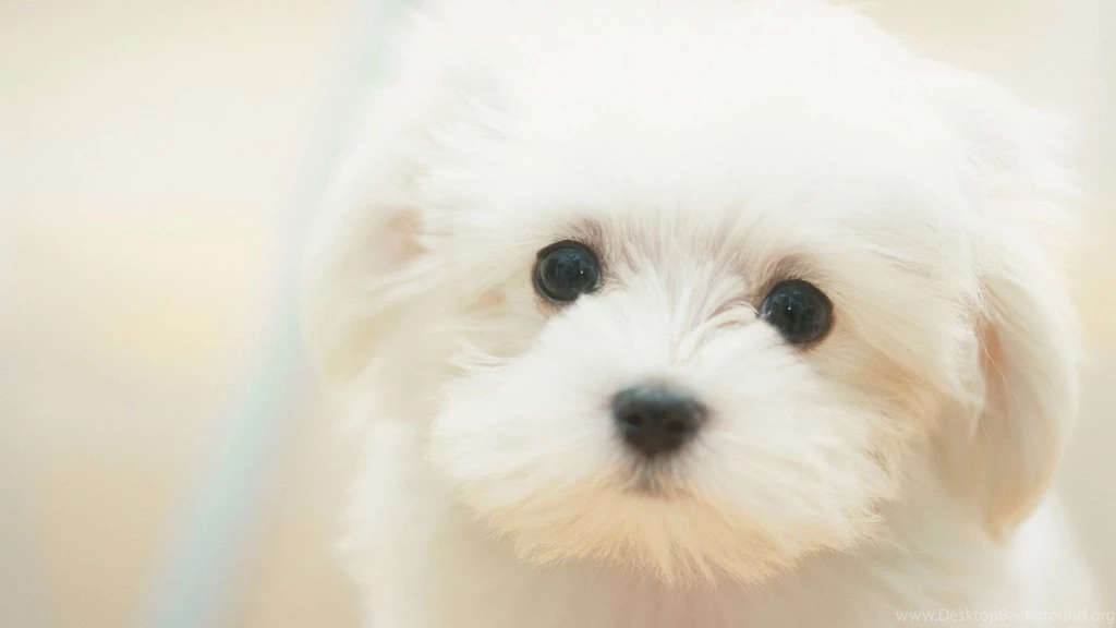 Lovely white dog wallpaper 1920x1080.jpg