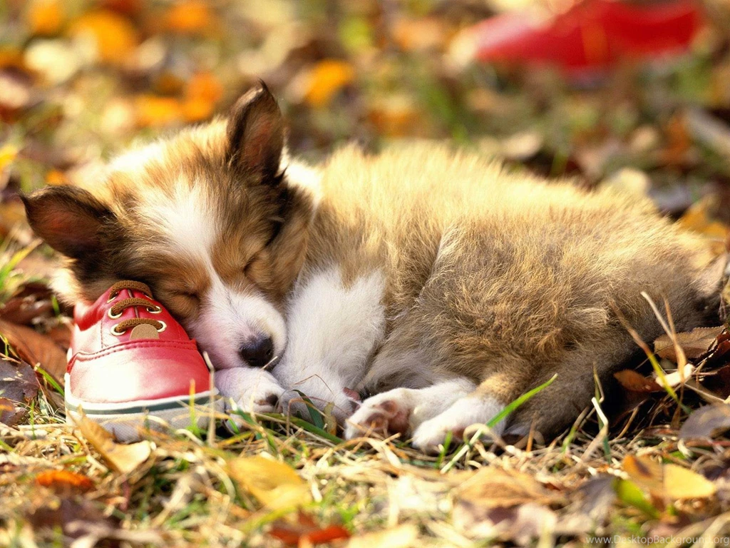 Cute Dog Wallpapers
