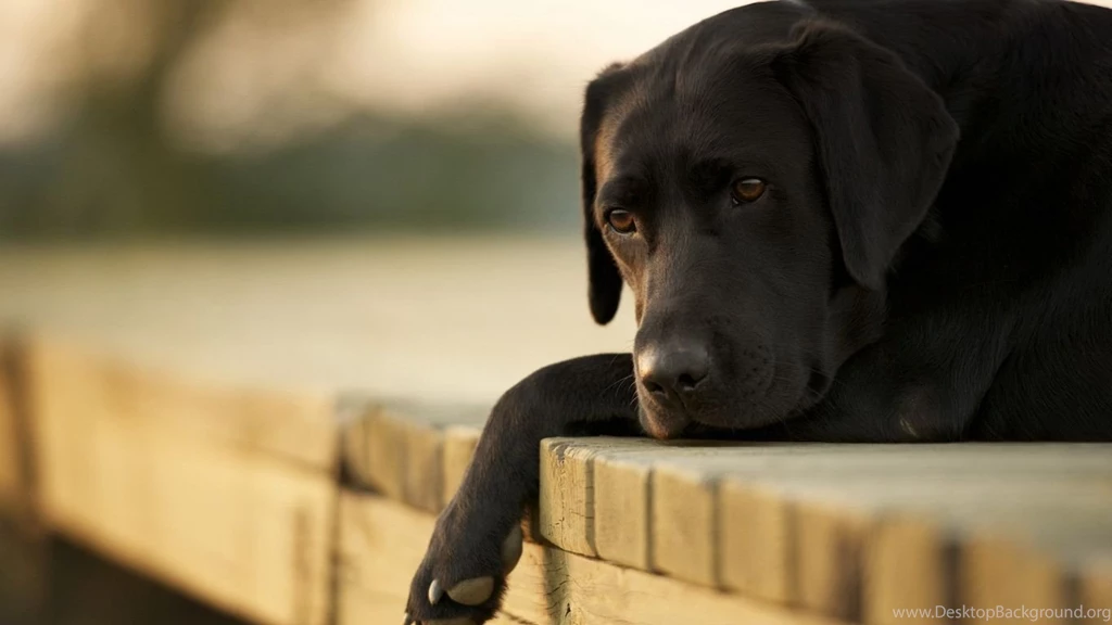 Dog Wallpapers Screensaver HD
