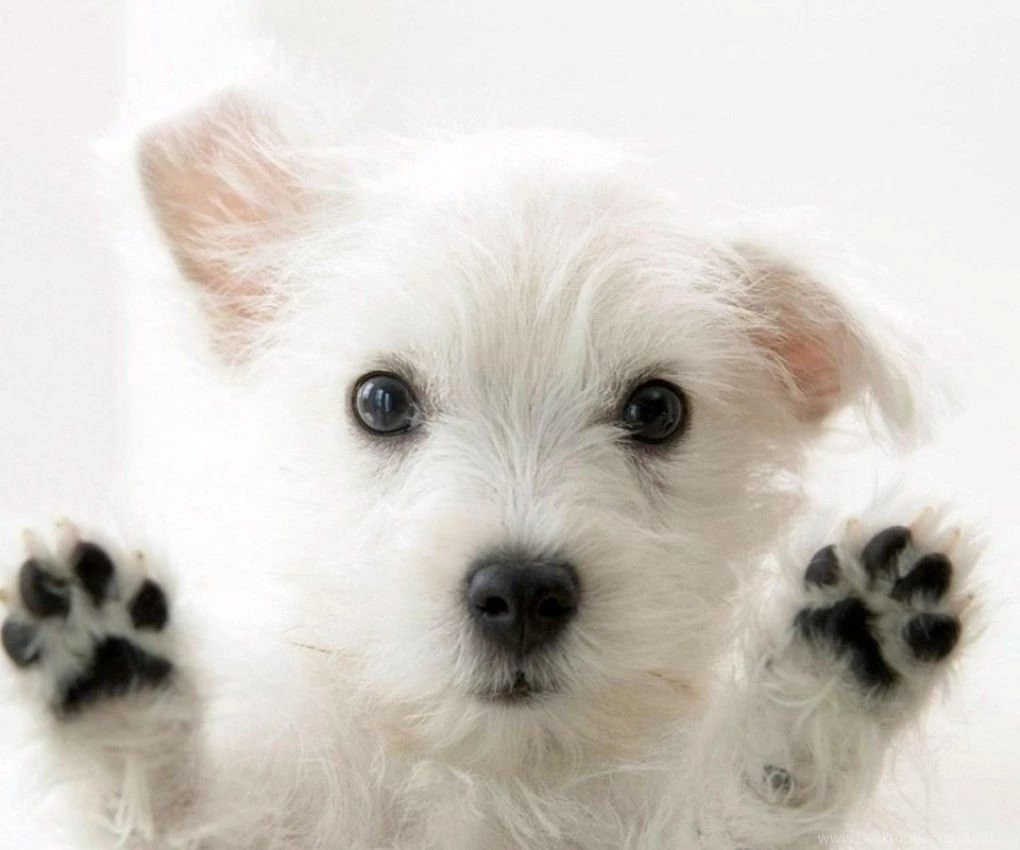 Very Cute Dog Wallpapers Puzzle 2 PowerballForLife