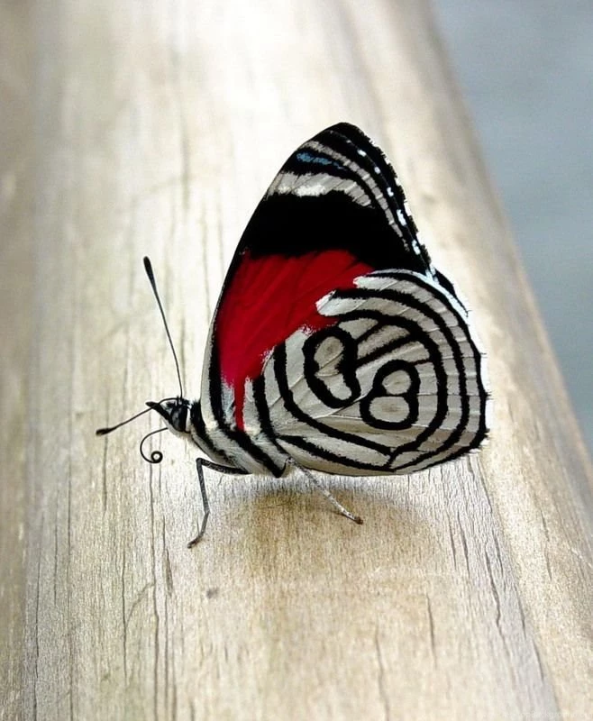 HD Wallpapers For Mobile HD Widescreen Wallpapers