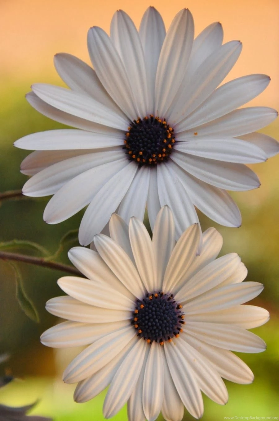 Amazing flowers hd free wallpapers for mobile