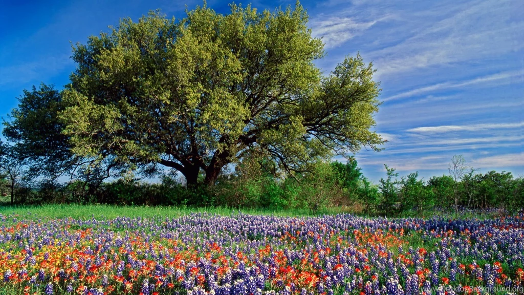 Texas Wallpapers