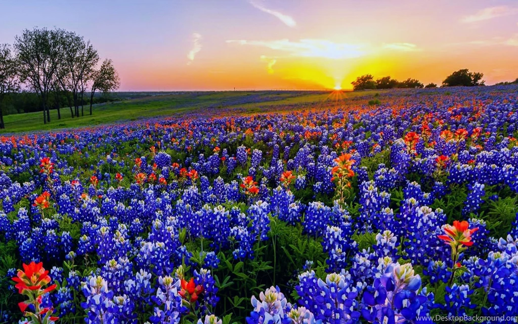 Texas Wildflowers