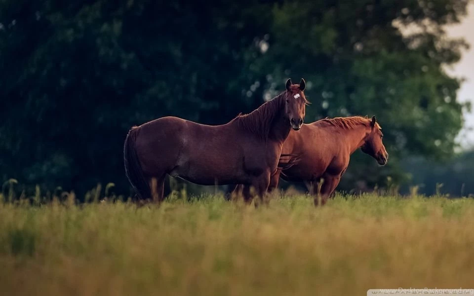 Stormy April In Texas HD Desktop Wallpapers : Widescreen : High ...