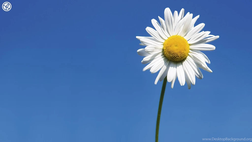 182 Daisy HD Wallpapers