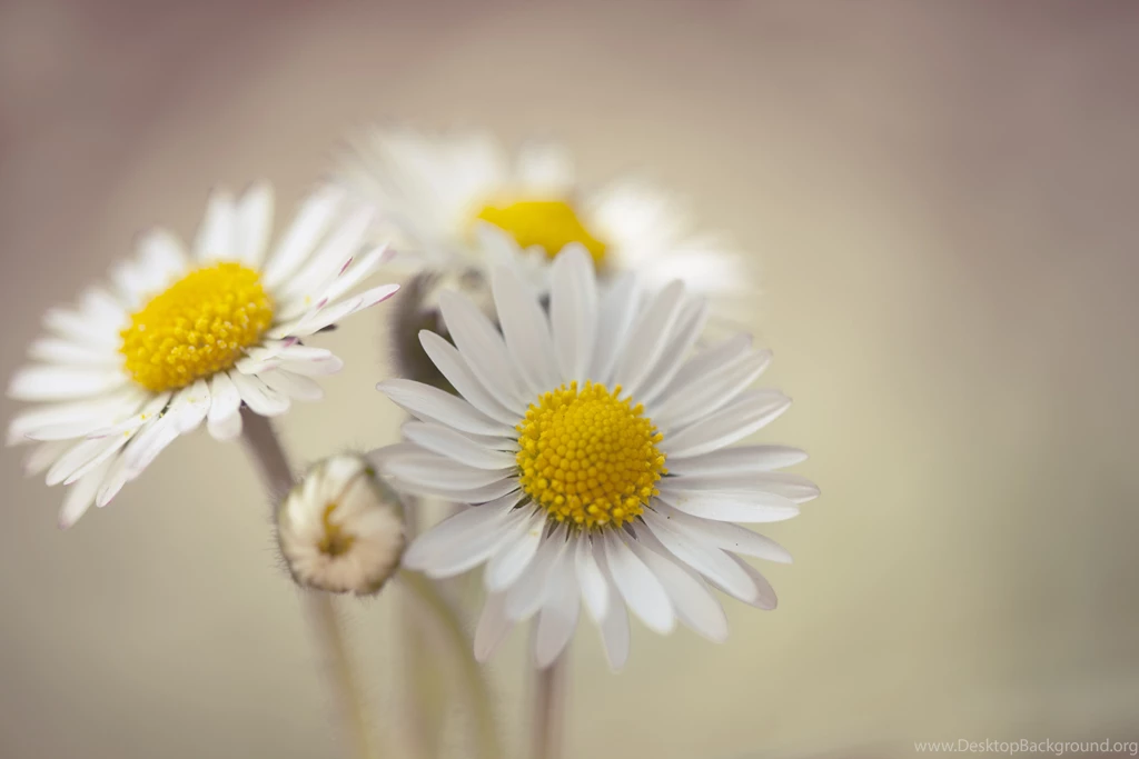 Daisy Wallpapers