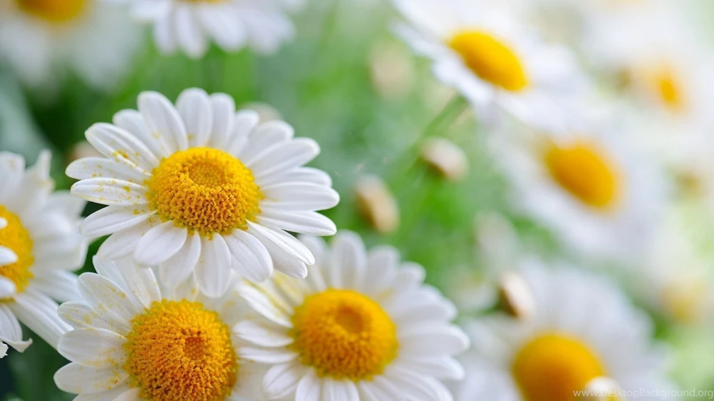HD Quality Beautiful Flower Daisy Desktop 7 Wallpapers HD ...