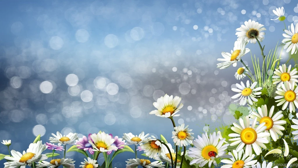Daisies Wallpapers HD Images New