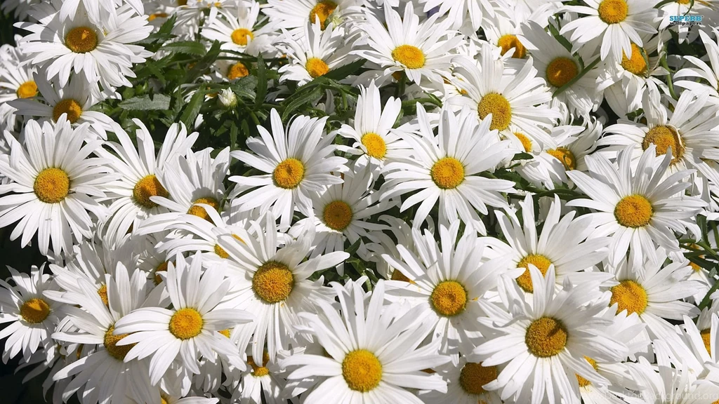 Daisy Wallpapers   Flower Wallpapers