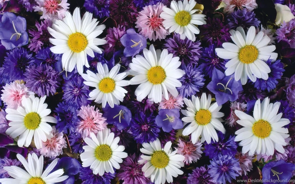 Daisy HD Desktop Backgrounds Wallpapers 9933 HD Wallpapers Site