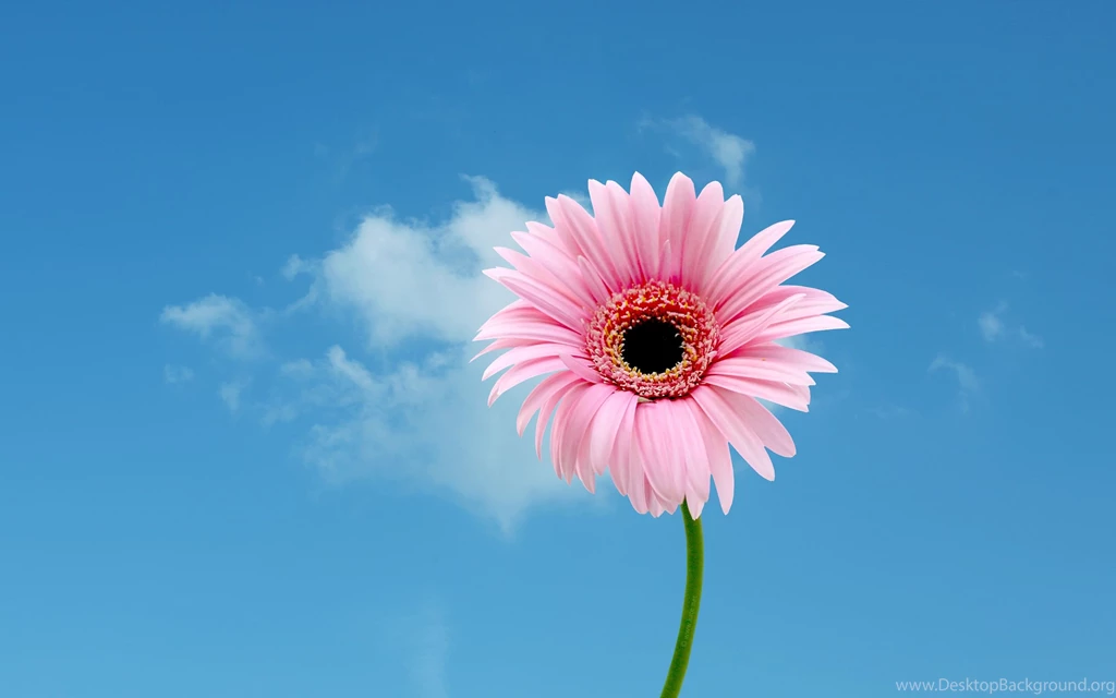 Daisy Wallpapers
